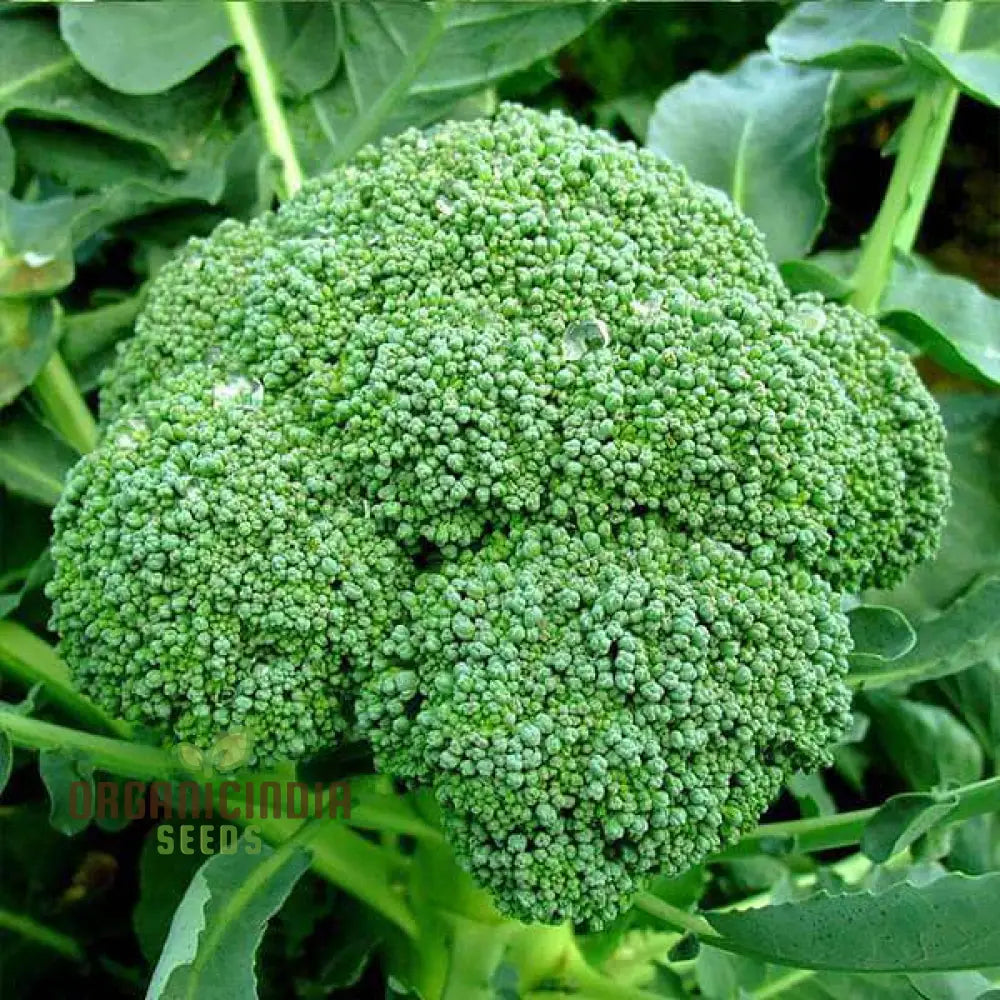 Cultivating Brassica Brilliance Growing Oleracea Vegetable Seeds With Success Leafy Greens