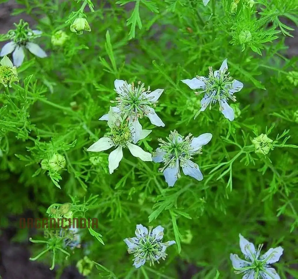 Cumin Seeds For Planting - Organic Gardening Essentials Robust Harvests