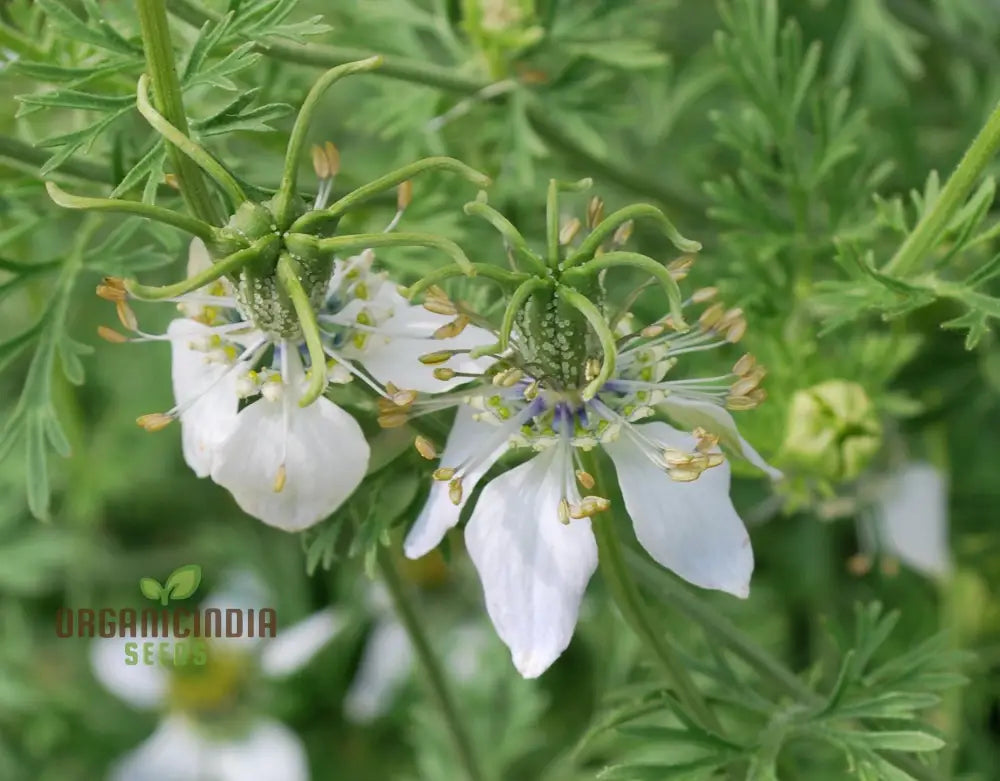 Cumin Seeds For Planting - Organic Gardening Essentials Robust Harvests