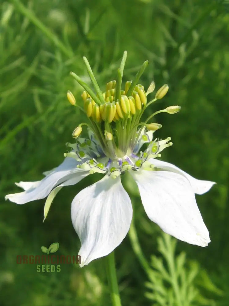 Cumin Seeds For Planting - Organic Gardening Essentials Robust Harvests