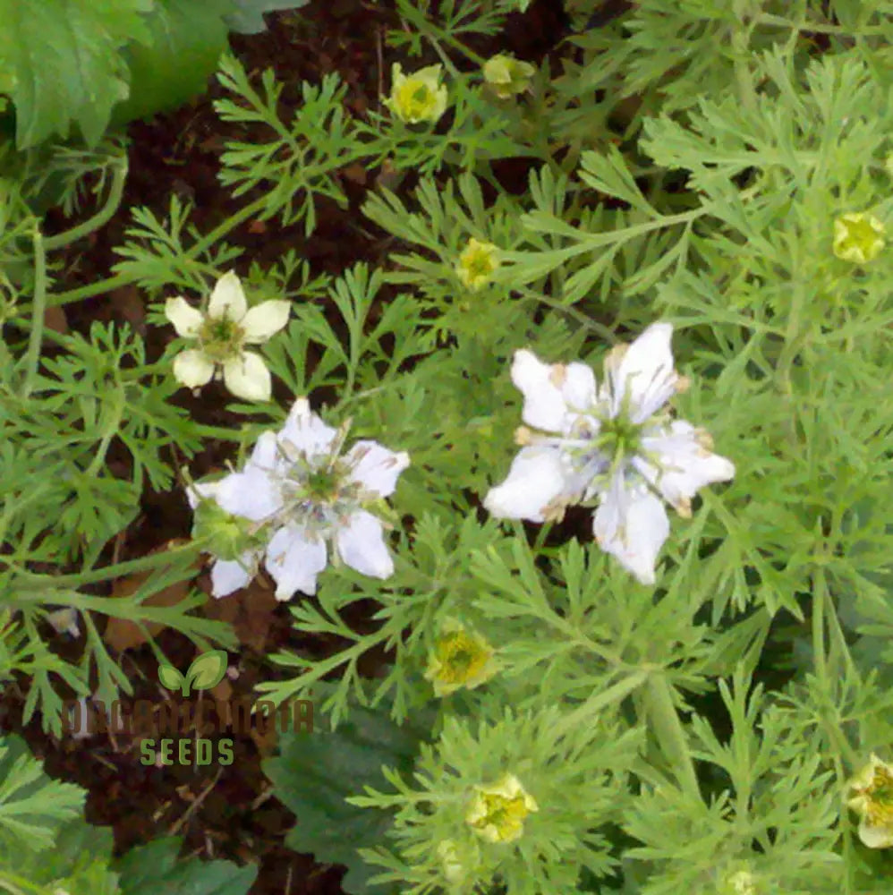 Cumin Seeds For Planting - Organic Gardening Essentials Robust Harvests