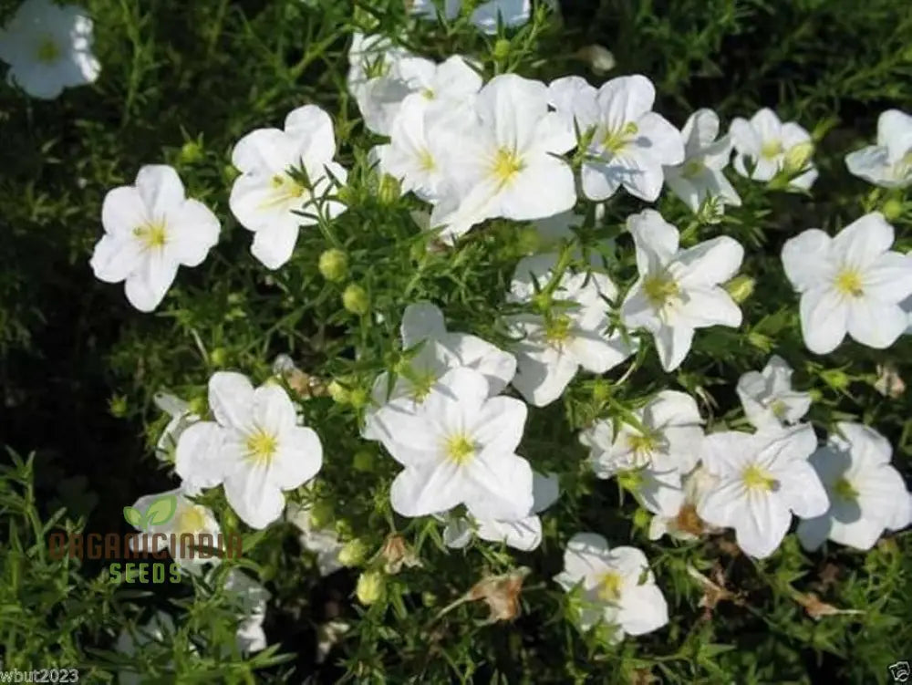 Cup Flower Seeds - White Robe (Nierembergia Hippomanica) For Planting | 100 Pcs Seeds