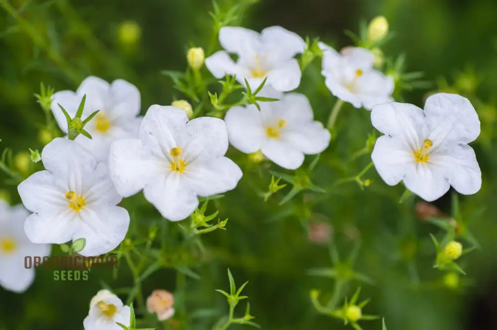 Cup Flower Seeds - White Robe (Nierembergia Hippomanica) For Planting | 100 Pcs Seeds