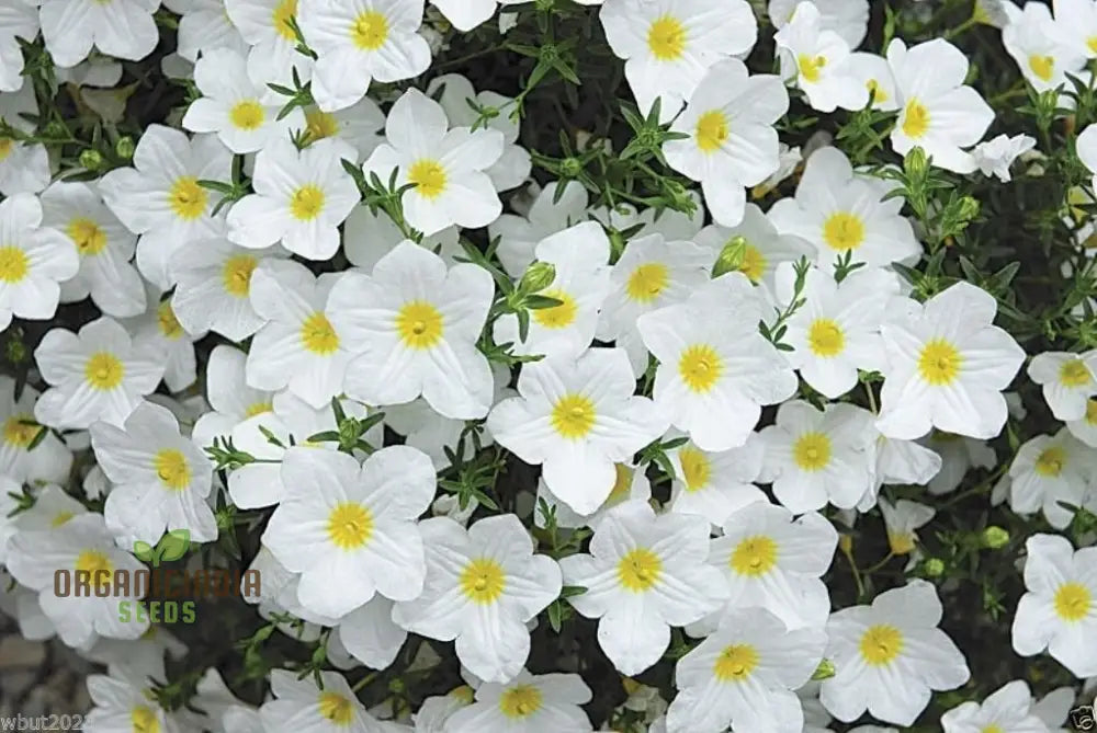 Cup Flower Seeds - White Robe (Nierembergia Hippomanica) For Planting | 100 Pcs Seeds