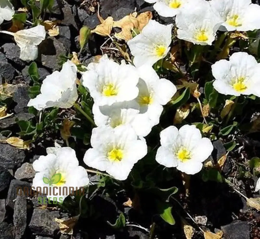 Cup Flower Seeds - White Robe (Nierembergia Hippomanica) For Planting | 100 Pcs Seeds