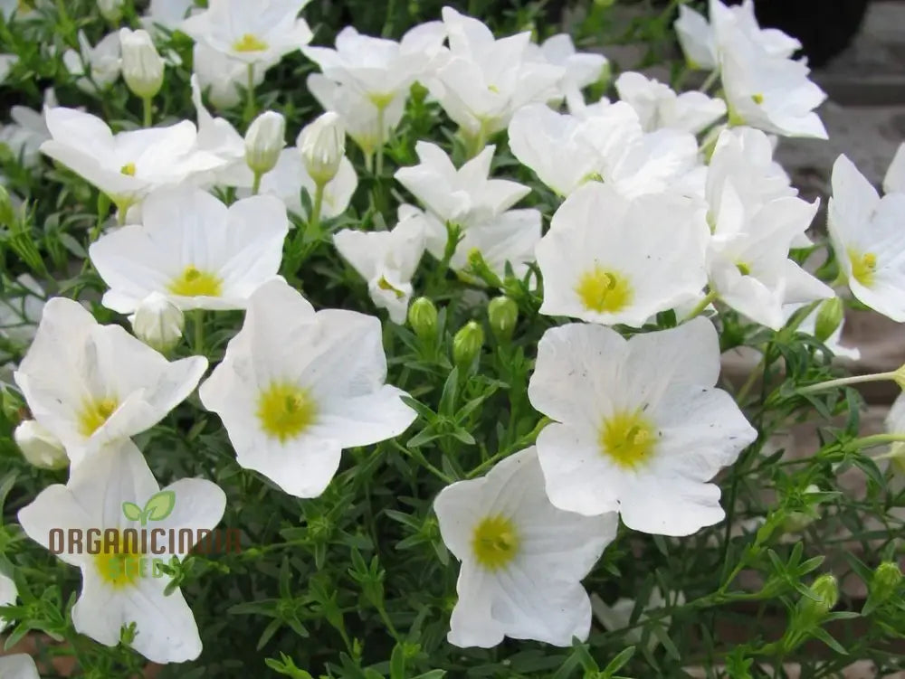 Cup Flower Seeds - White Robe (Nierembergia Hippomanica) For Planting | 100 Pcs Seeds