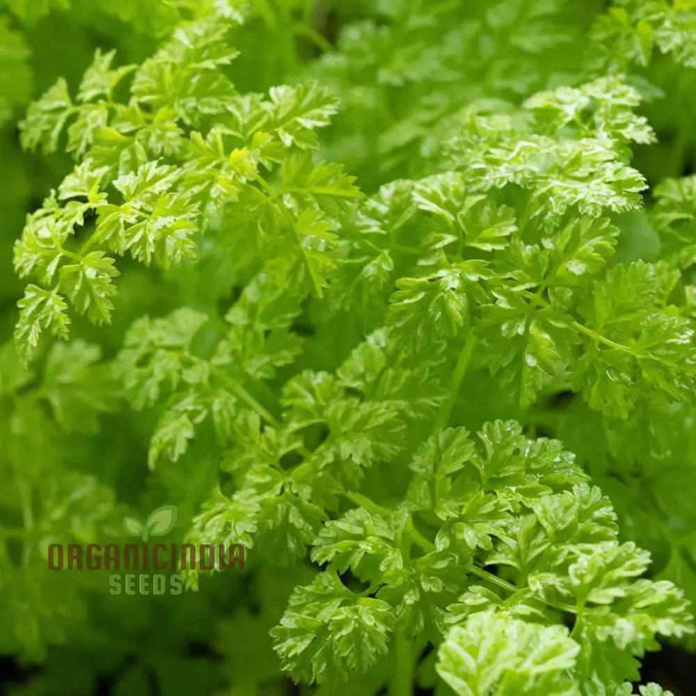 Curled Chervil Vegetable Seeds Heirloom For Culinary Delights Easy Garden Planting