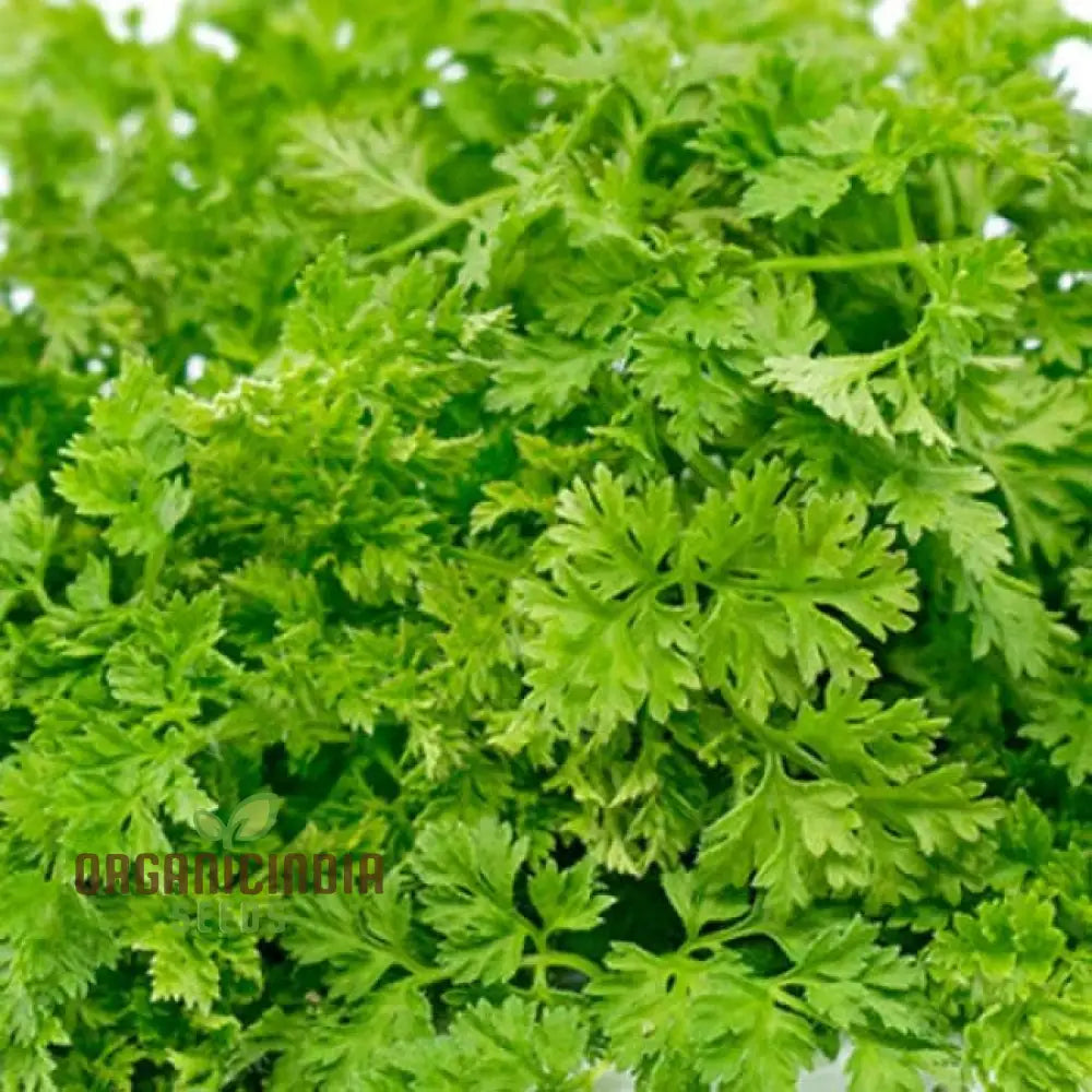 Curled Chervil Vegetable Seeds Heirloom For Culinary Delights Easy Garden Planting