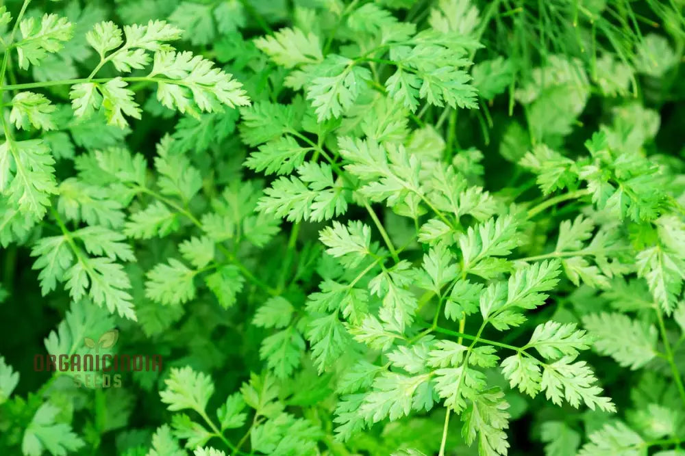 Curled Chervil Vegetable Seeds Heirloom For Culinary Delights Easy Garden Planting