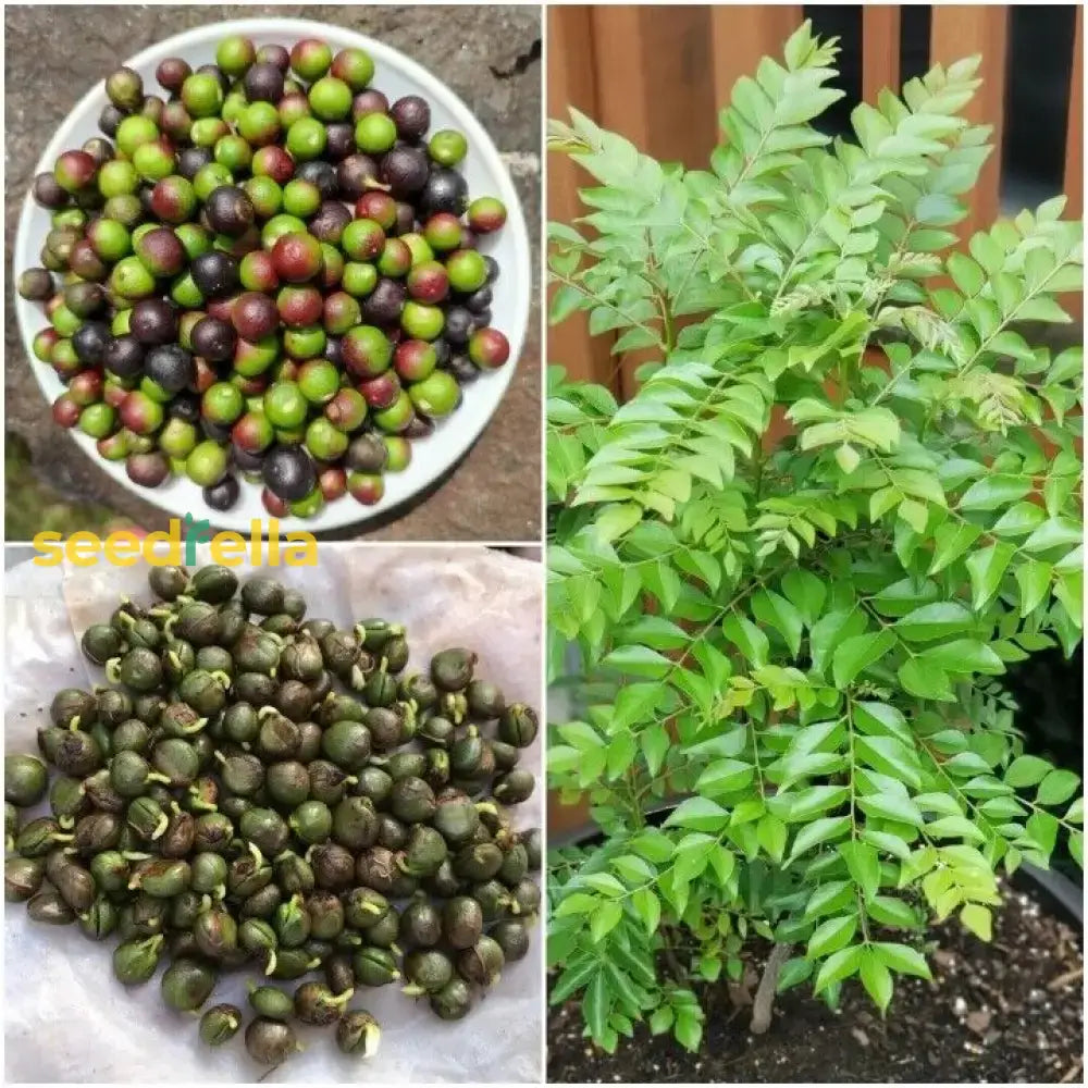 Curry Leaves Vegetable Seeds - Grow Fresh Flavors At Home Seeds