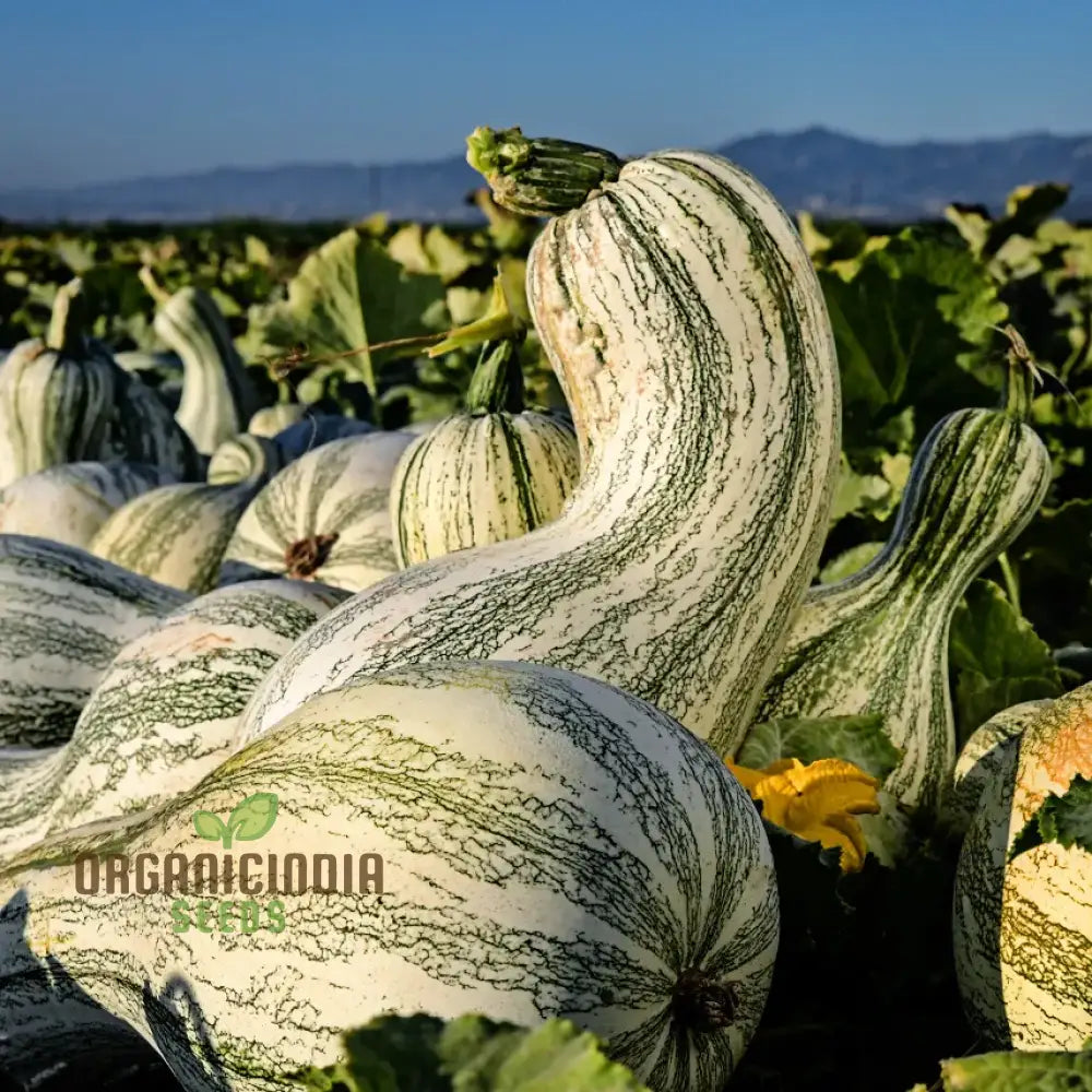 Cushaw Green-Striped Pumpkin Seeds For Gardening | Buy High-Quality Online