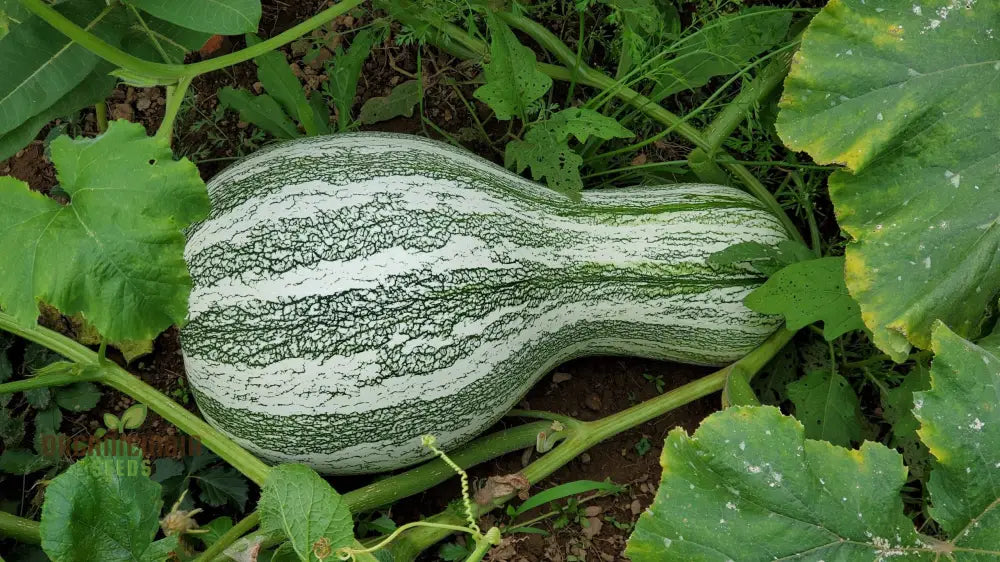 Cushaw Green-Striped Pumpkin Seeds For Gardening | Buy High-Quality Online