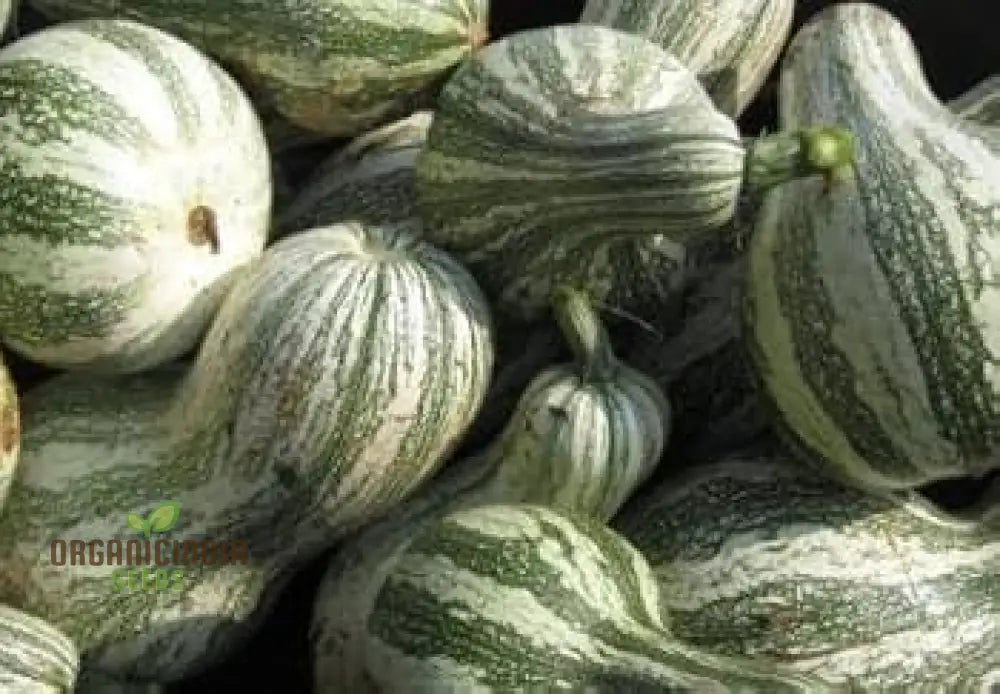 Cushaw Green-Striped Pumpkin Seeds For Gardening | Buy High-Quality Online