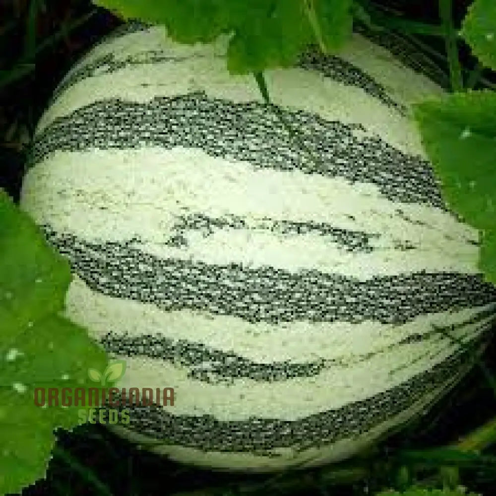 Cushaw Green-Striped Pumpkin Seeds For Gardening | Buy High-Quality Online