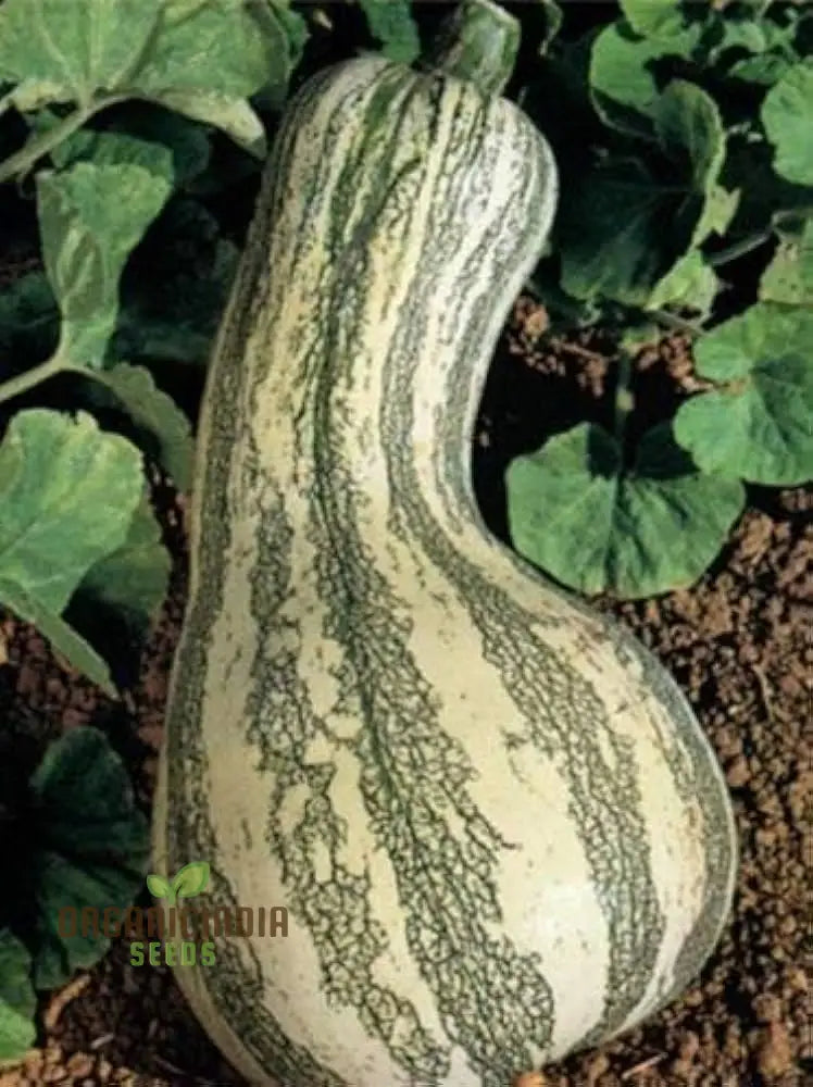 Cushaw Green-Striped Pumpkin Seeds For Gardening | Buy High-Quality Online