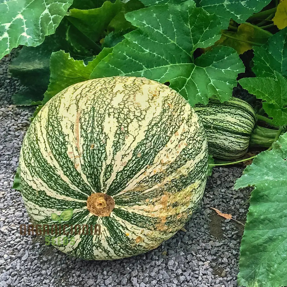 Cushaw Green-Striped Pumpkin Seeds For Gardening | Buy High-Quality Online