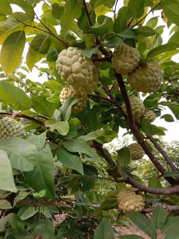 Custard Apples & Sugar For Planting: Comprehensive Gardening Tips For Abundant Harvests’