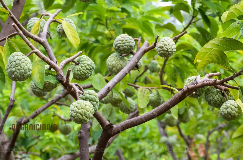 Custard Apples & Sugar For Planting: Comprehensive Gardening Tips For Abundant Harvests’