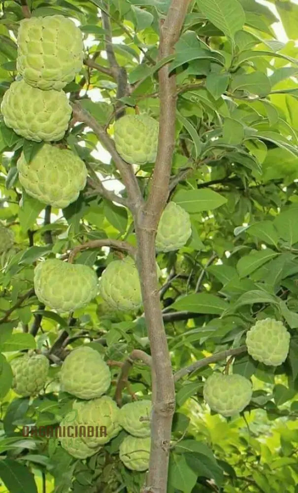 Custard Apples & Sugar For Planting: Comprehensive Gardening Tips For Abundant Harvests’