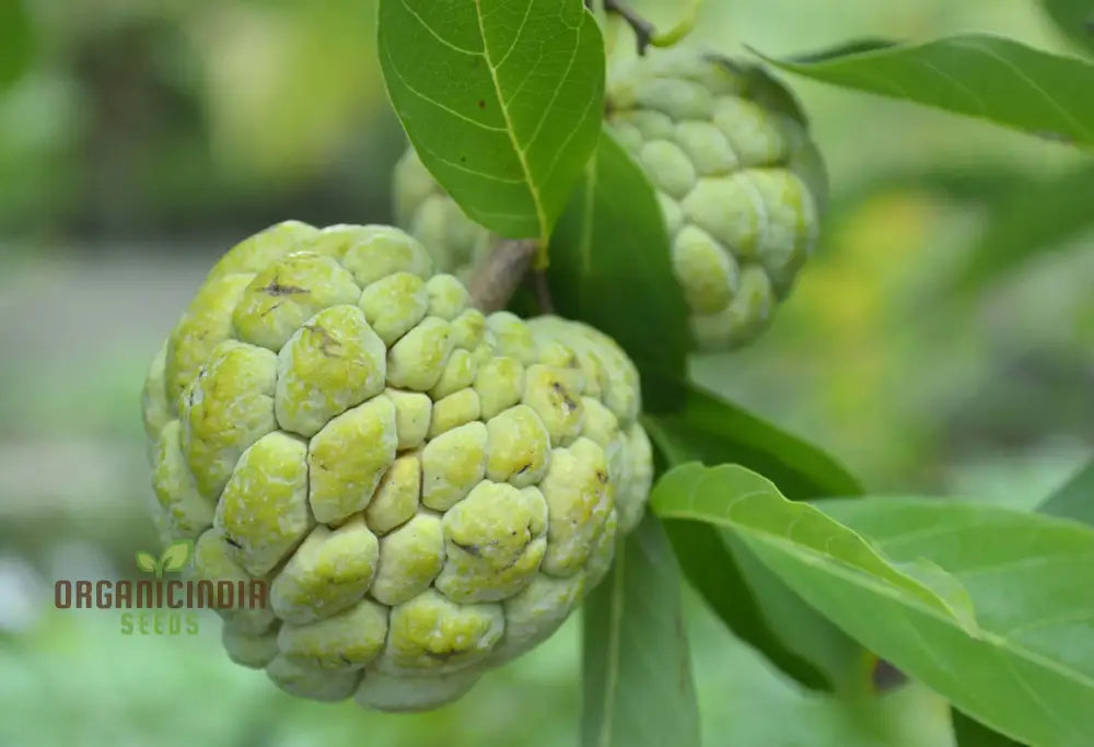 Custard Apples & Sugar For Planting: Comprehensive Gardening Tips For Abundant Harvests’