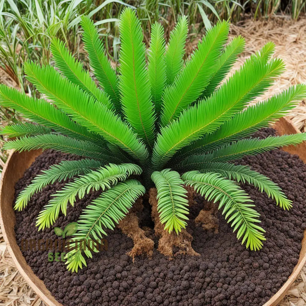 Cycads Tree Seeds Grow Your Green Oasis For Planting – Lush Foliage Await