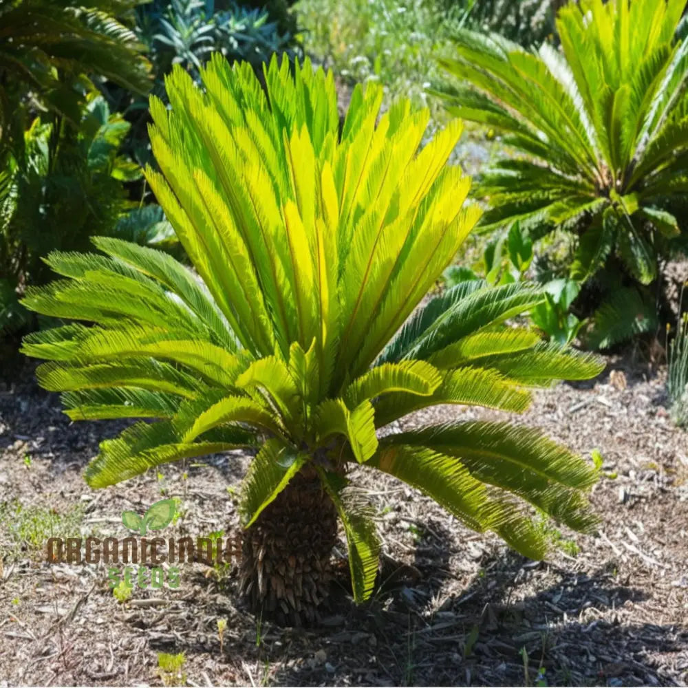 Cycads Tree Seeds Grow Your Green Oasis For Planting – Lush Foliage Await