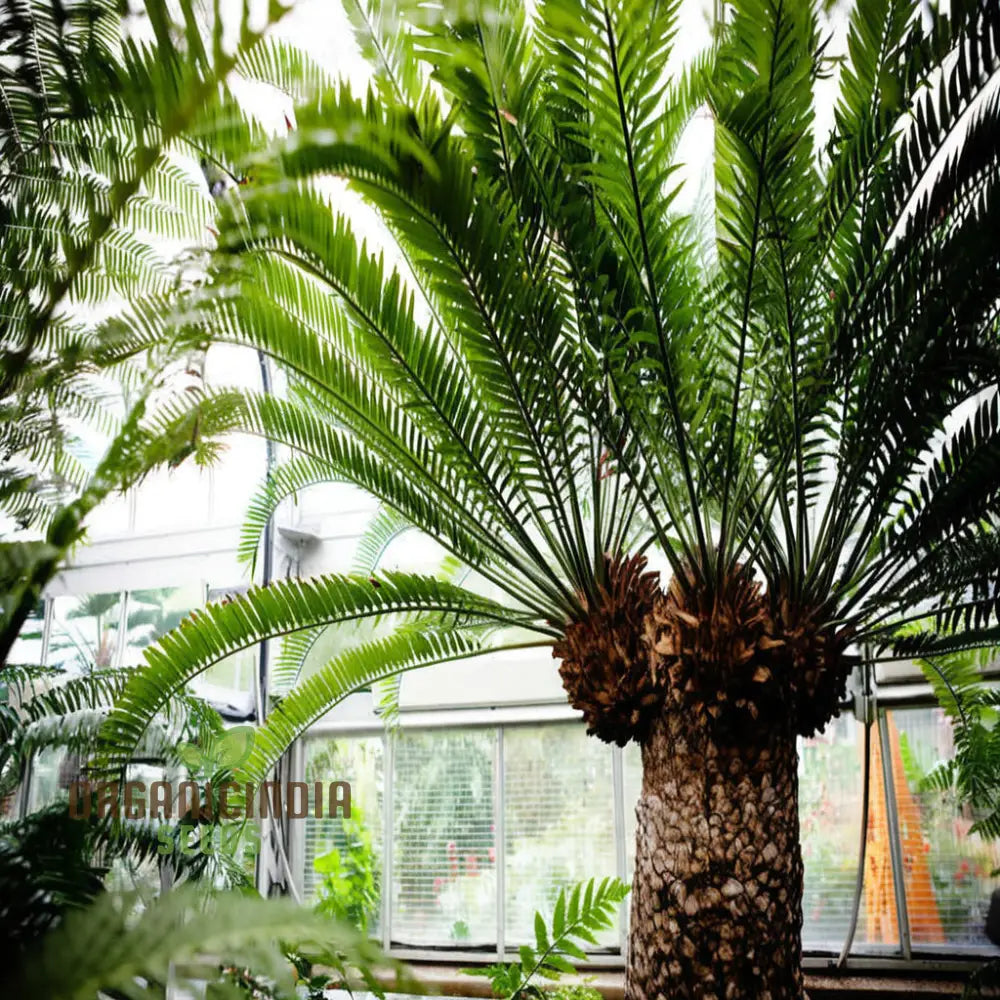 Cycads Tree Seeds Grow Your Green Oasis For Planting – Lush Foliage Await