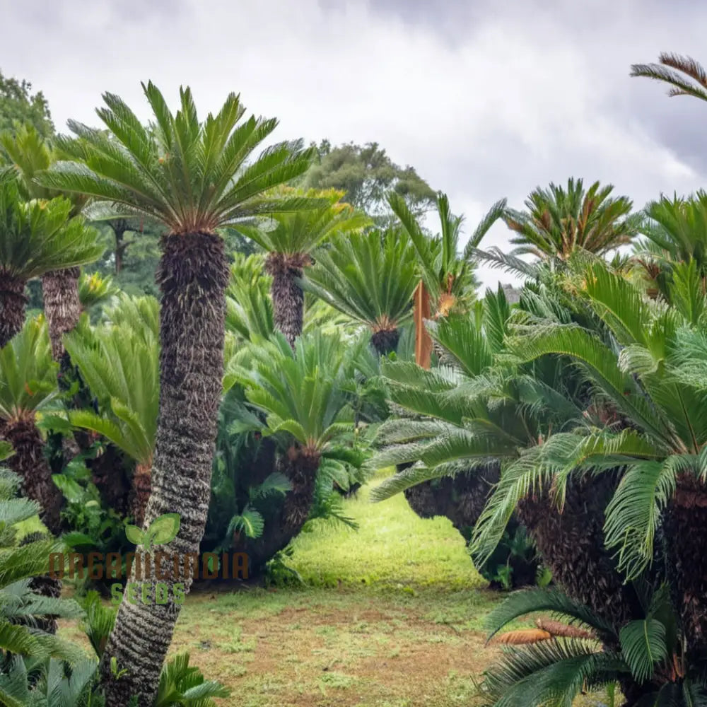 Cycads Tree Seeds Grow Your Green Oasis For Planting – Lush Foliage Await