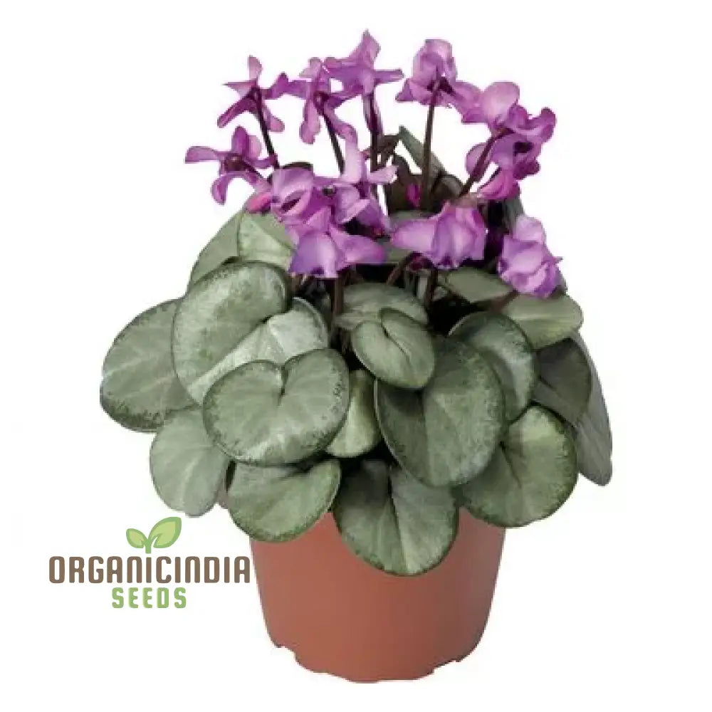 Cyclamen Cyberia Rose Silver Flower Seeds For Planting Elegant Rose-Silver Blooms For A Striking