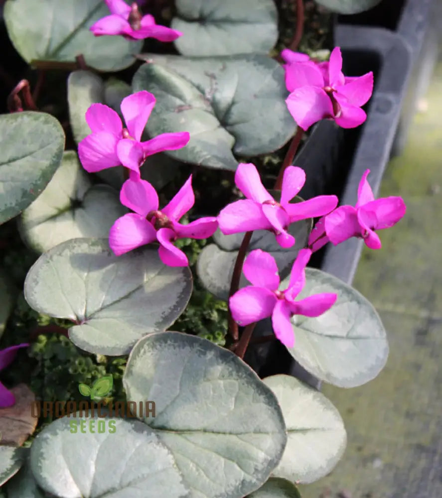 Cyclamen Cyberia Rose Silver Flower Seeds For Planting Elegant Rose-Silver Blooms For A Striking