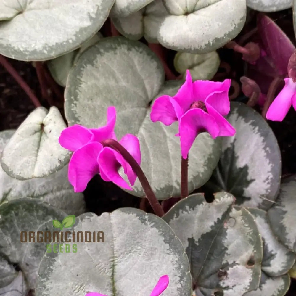 Cyclamen Cyberia Rose Silver Flower Seeds For Planting Elegant Rose-Silver Blooms For A Striking