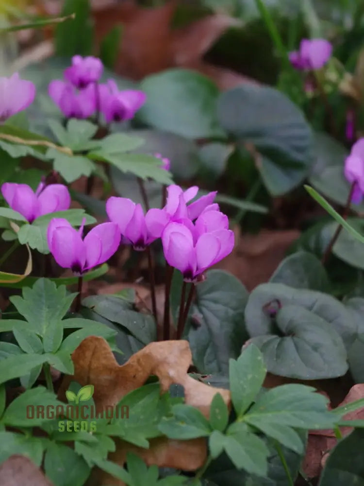 Cyclamen Cyberia Rose Silver Flower Seeds For Planting Elegant Rose-Silver Blooms For A Striking