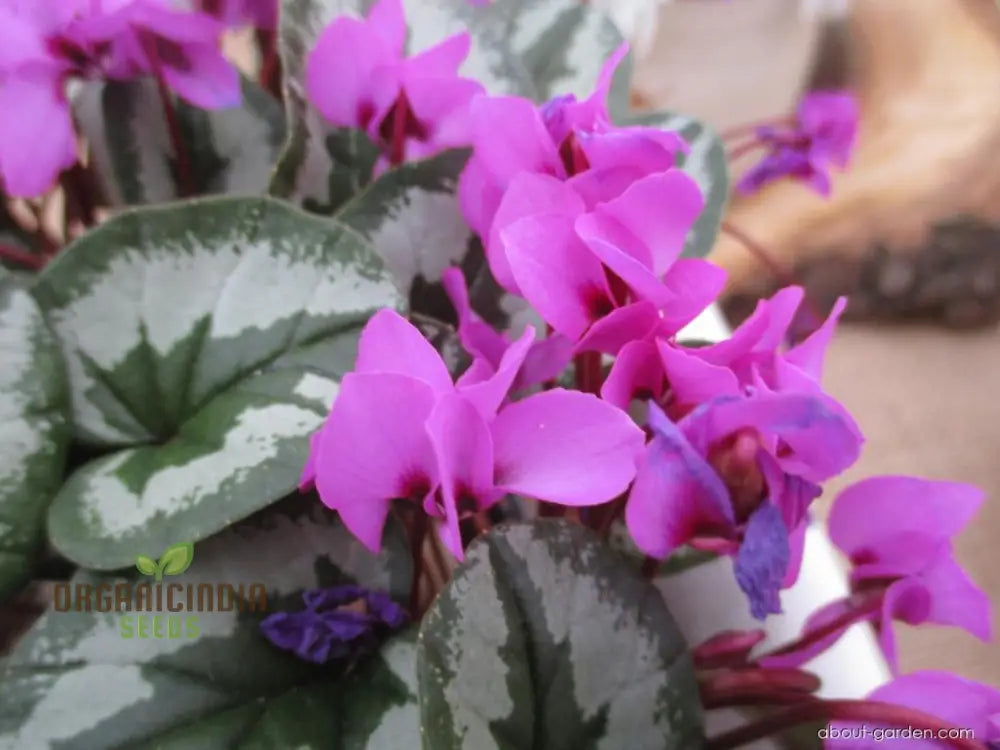 Cyclamen Cyberia Rose Silver Flower Seeds For Planting Elegant Rose-Silver Blooms For A Striking