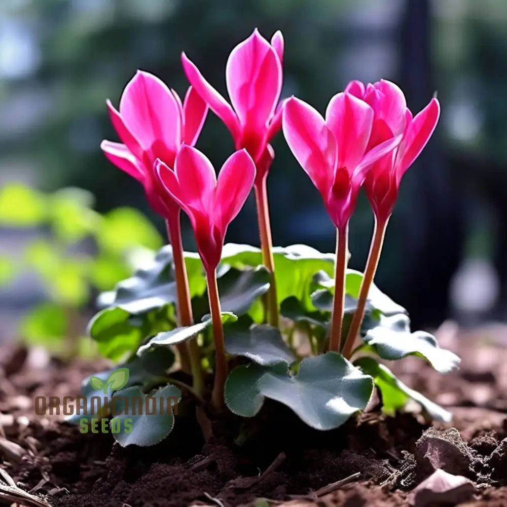 Cyclamen Flower Seeds Premium For Planting And Gardening - Cultivate Elegant Vibrant Blooms A