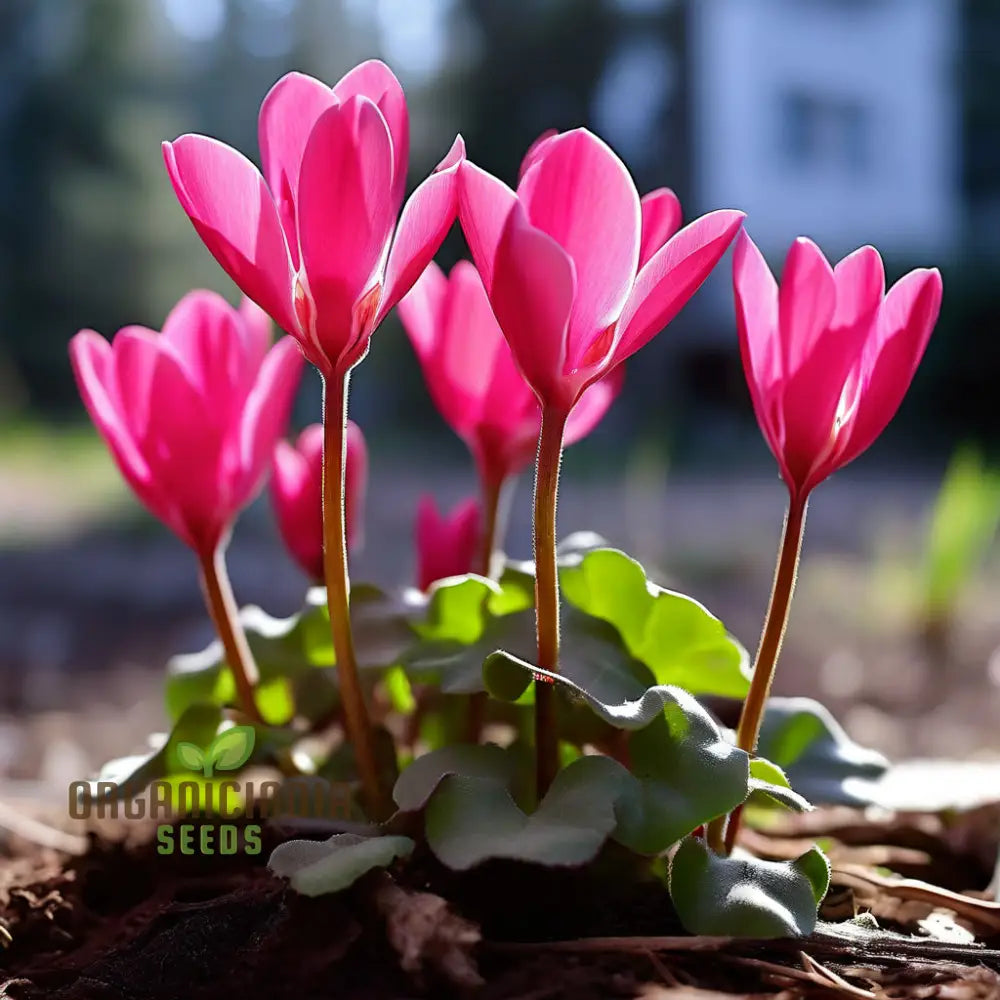 Cyclamen Flower Seeds Premium For Planting And Gardening - Cultivate Elegant Vibrant Blooms A