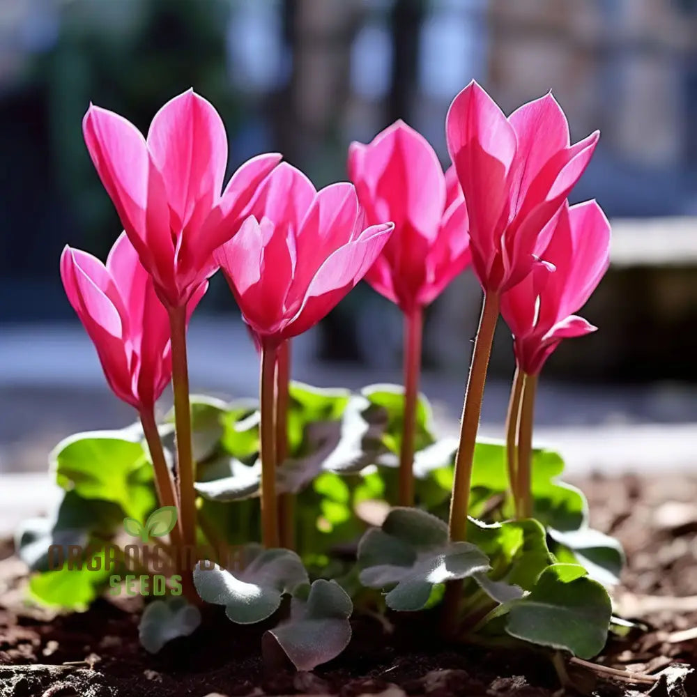 Cyclamen Flower Seeds Premium For Planting And Gardening - Cultivate Elegant Vibrant Blooms A