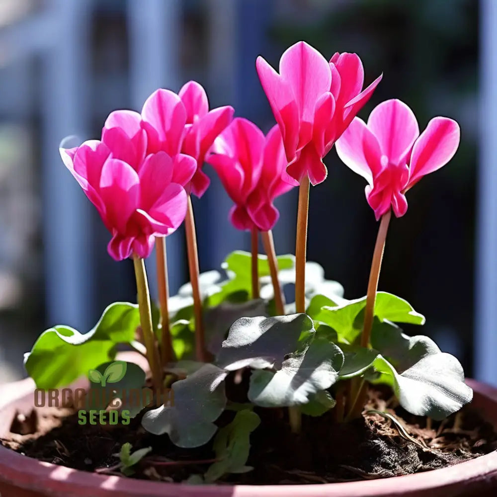 Cyclamen Flower Seeds Premium For Planting And Gardening - Cultivate Elegant Vibrant Blooms A