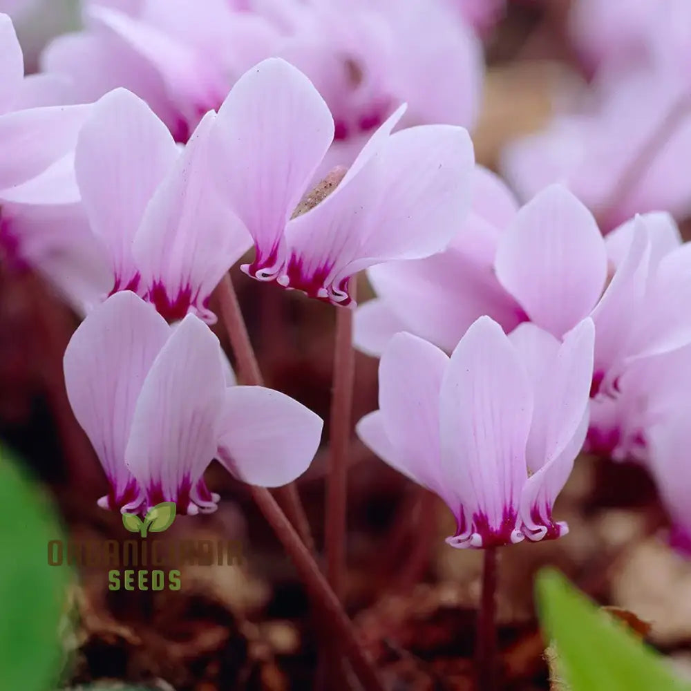 Cyclamen Neapolitanum Bulb Seeds Cultivating Grace And Elegance In Your Garden With Expert Planting