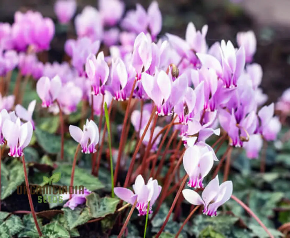 Cyclamen Neapolitanum Bulb Seeds Cultivating Grace And Elegance In Your Garden With Expert Planting