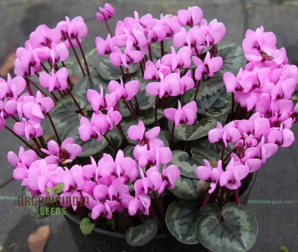 Cyclamen Neapolitanum Bulb Seeds Cultivating Grace And Elegance In Your Garden With Expert Planting