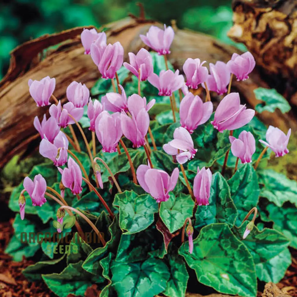 Cyclamen Neapolitanum Bulb Seeds Cultivating Grace And Elegance In Your Garden With Expert Planting