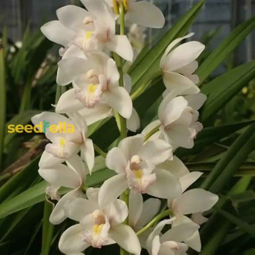 Cymbidium Maxillaria Goeringii Plant Seeds For Planting - Elegant White Blooms In Your Garden Flower