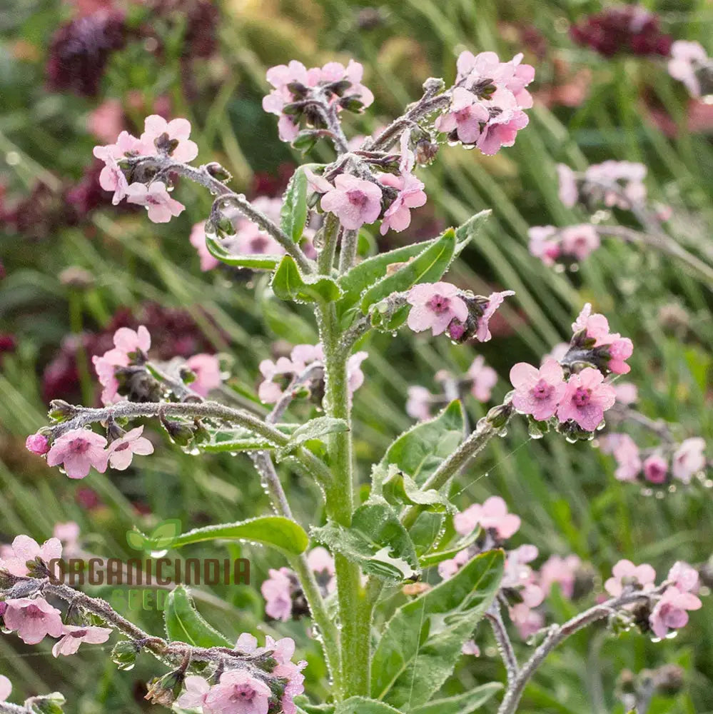 Cynoglossum Mystery Rose Flower Seeds For Planting Beautiful Rose-Colored For A Unique Garden