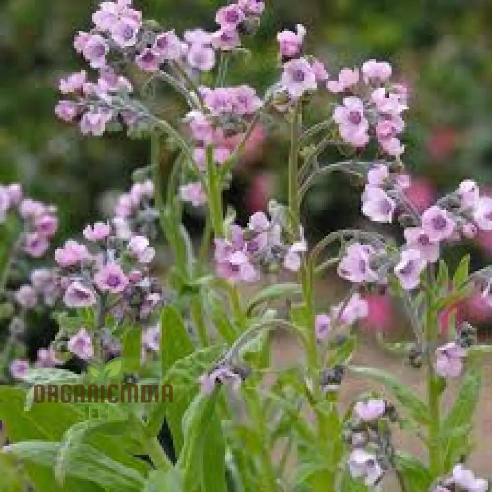 Cynoglossum Mystery Rose Flower Seeds For Planting Beautiful Rose-Colored For A Unique Garden