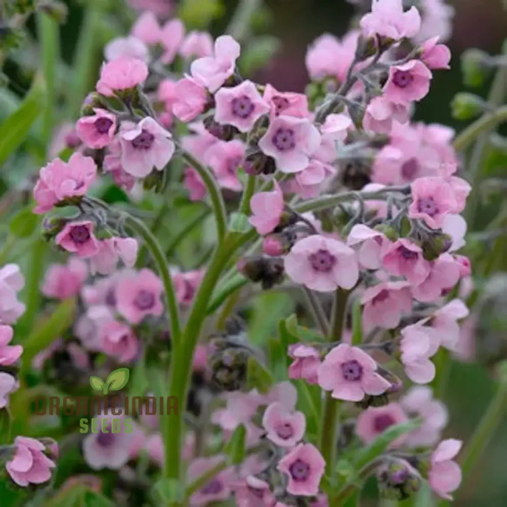 Cynoglossum Mystery Rose Flower Seeds For Planting Beautiful Rose-Colored For A Unique Garden