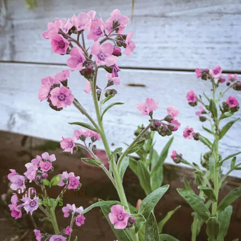 Cynoglossum Mystery Rose Flower Seeds For Planting Beautiful Rose-Colored For A Unique Garden