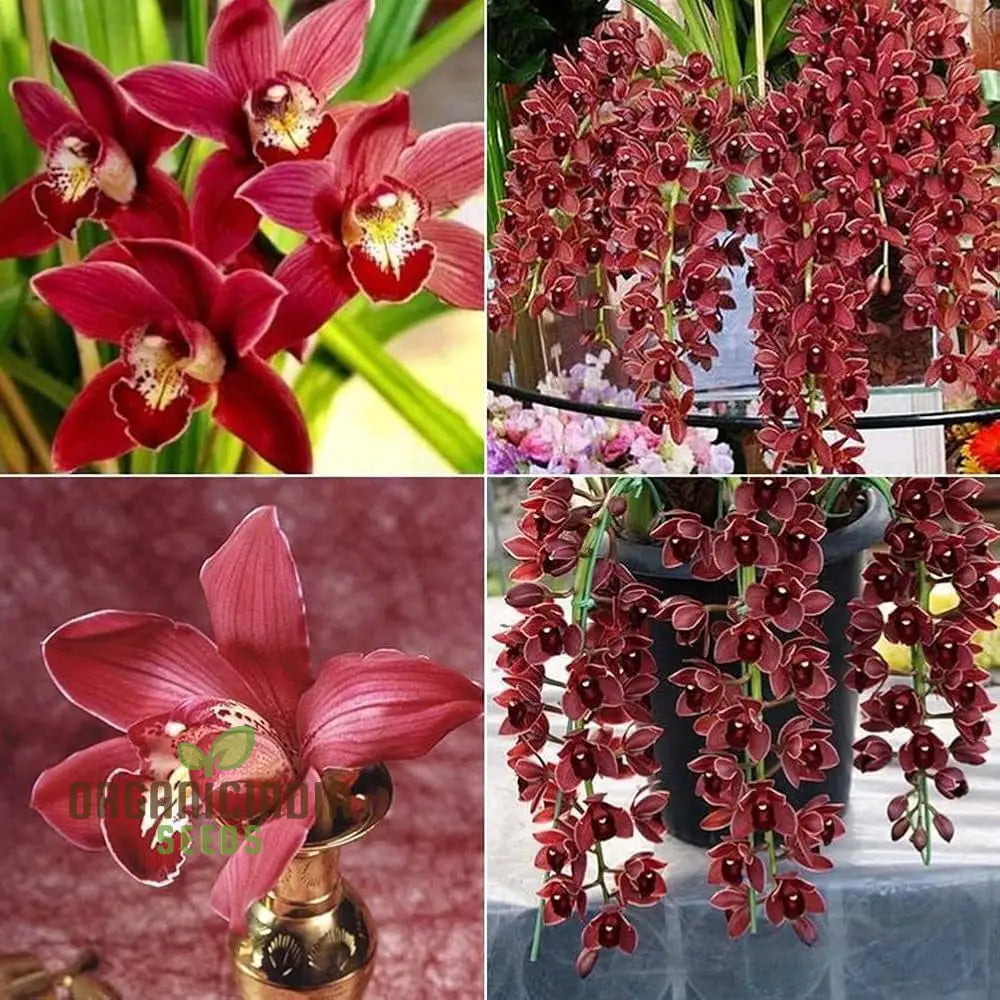 Cypripedium Bonsai & Garden Seeds (100 Pcs) Flower Seeds