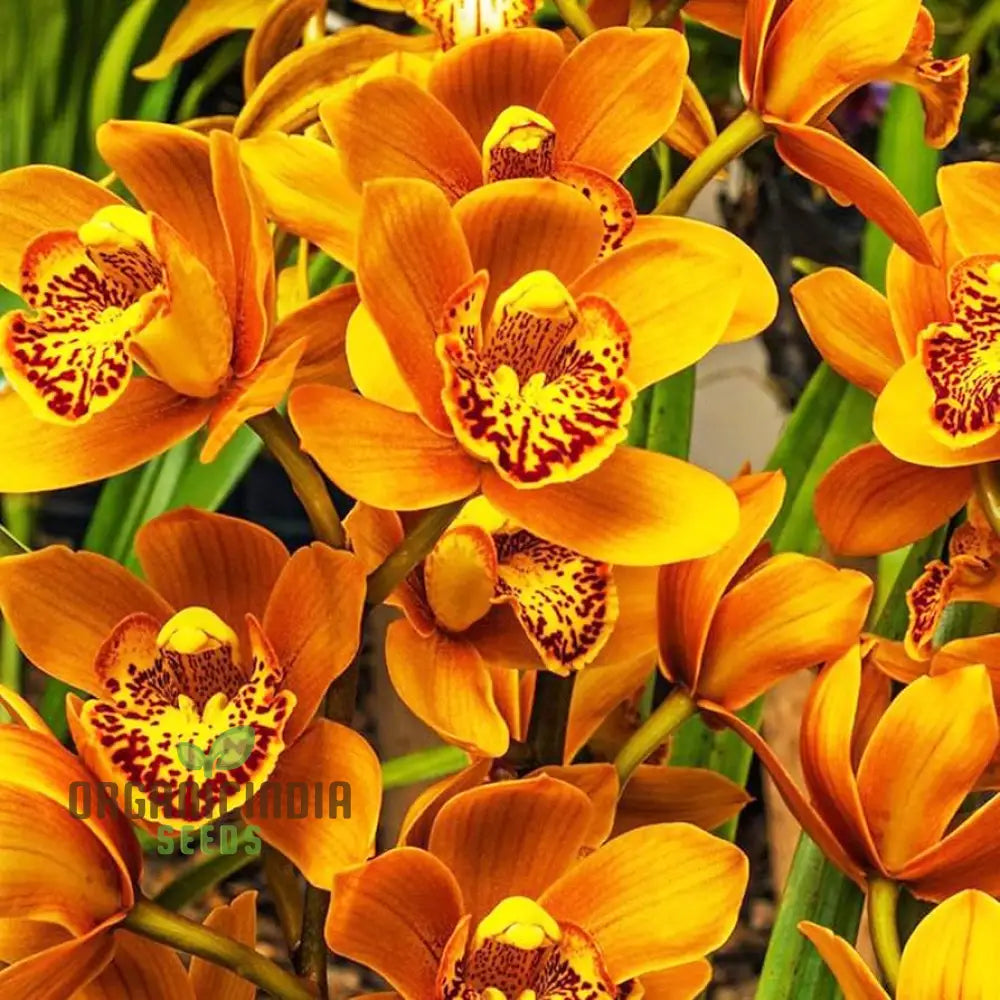 Cypripedium Bonsai & Garden Seeds (100 Pcs) Flower Seeds