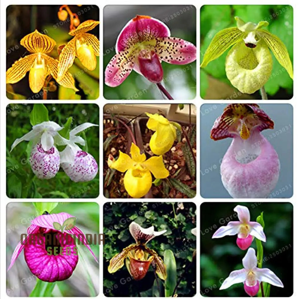 Cypripedium Flower Seeds For Unique Planting - 100 Pcs Seeds