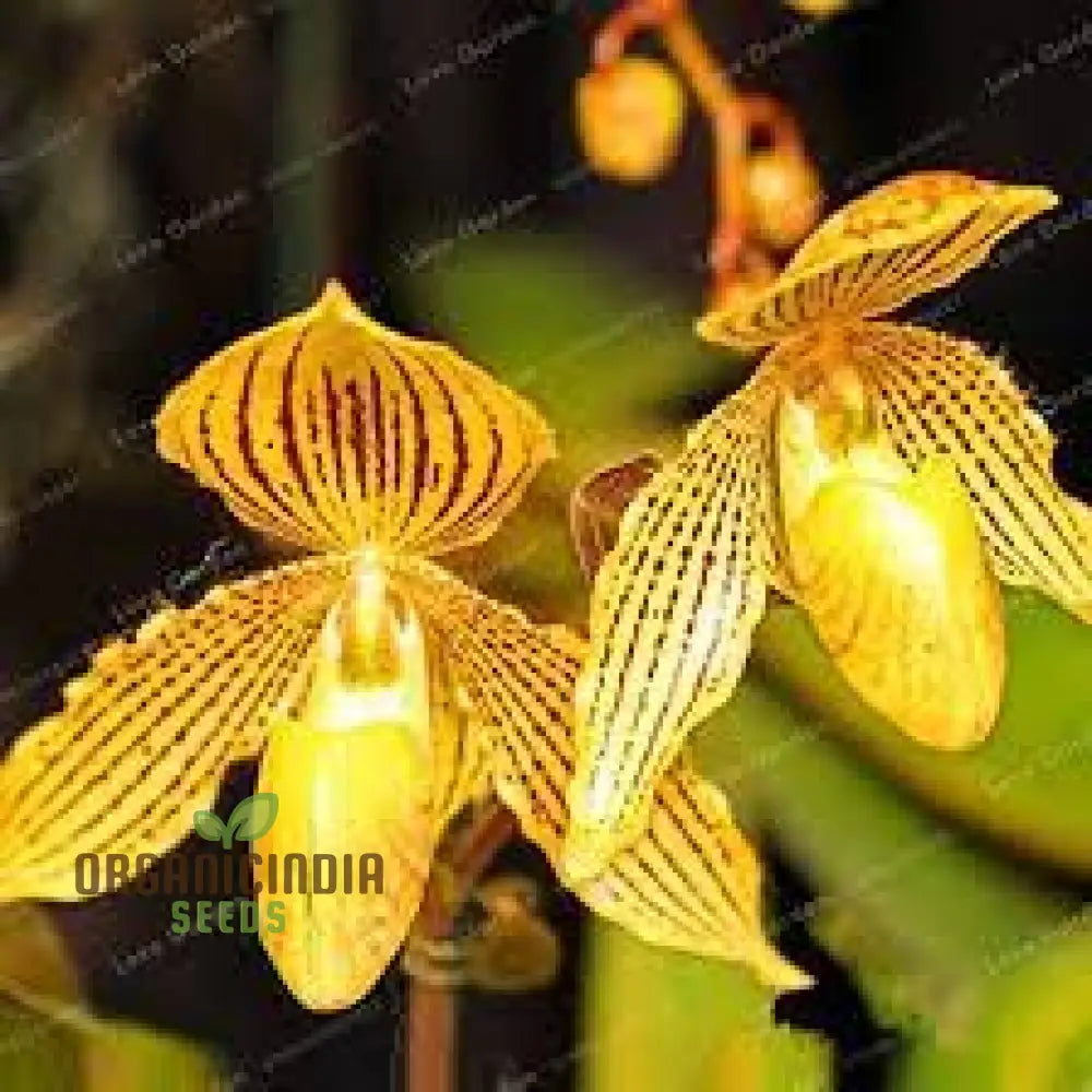 Cypripedium Flower Seeds For Unique Planting - 100 Pcs Seeds